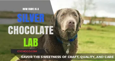 Unveiling the Rarity: Silver Chocolate Labs in the Spotlight