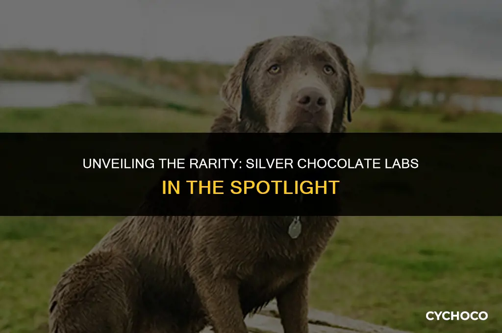 how rare is a silver chocolate lab