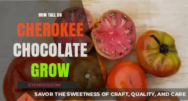 Exploring the Growth Height of Cherokee Chocolate Trees
