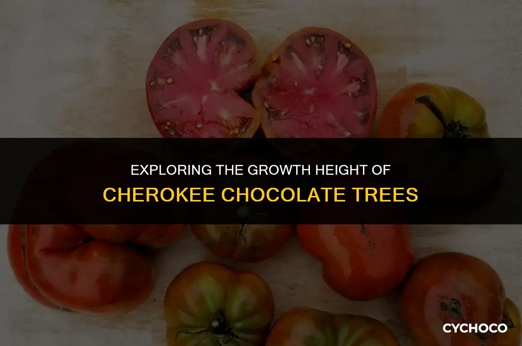 how tall do cherokee chocolate grow