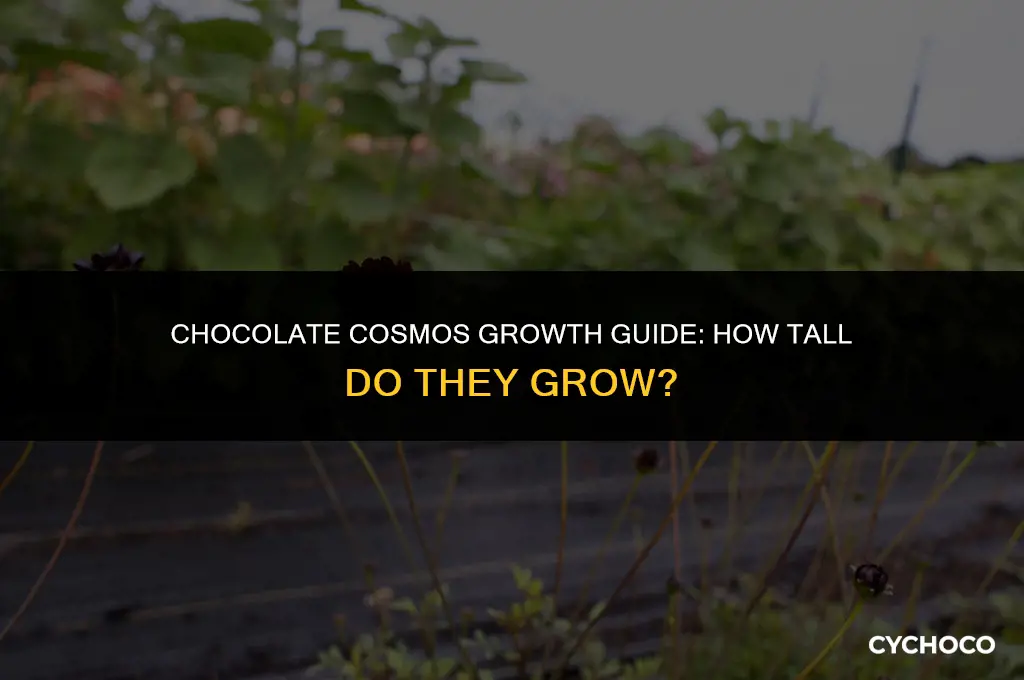 how tall do chocolate cosmos grow
