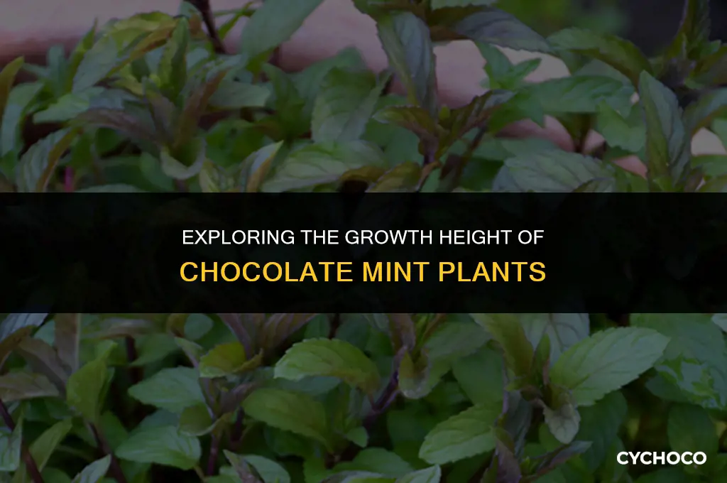 how tall does chocolate mint grow