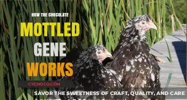 Unraveling the Mysteries of the Chocolate Mottled Gene