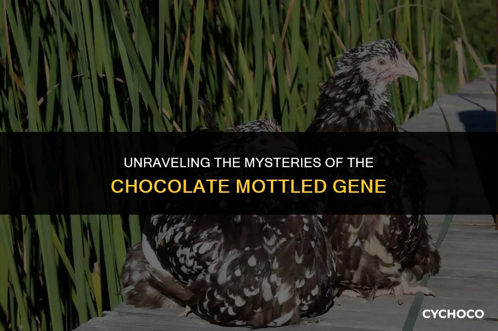 how the chocolate mottled gene works