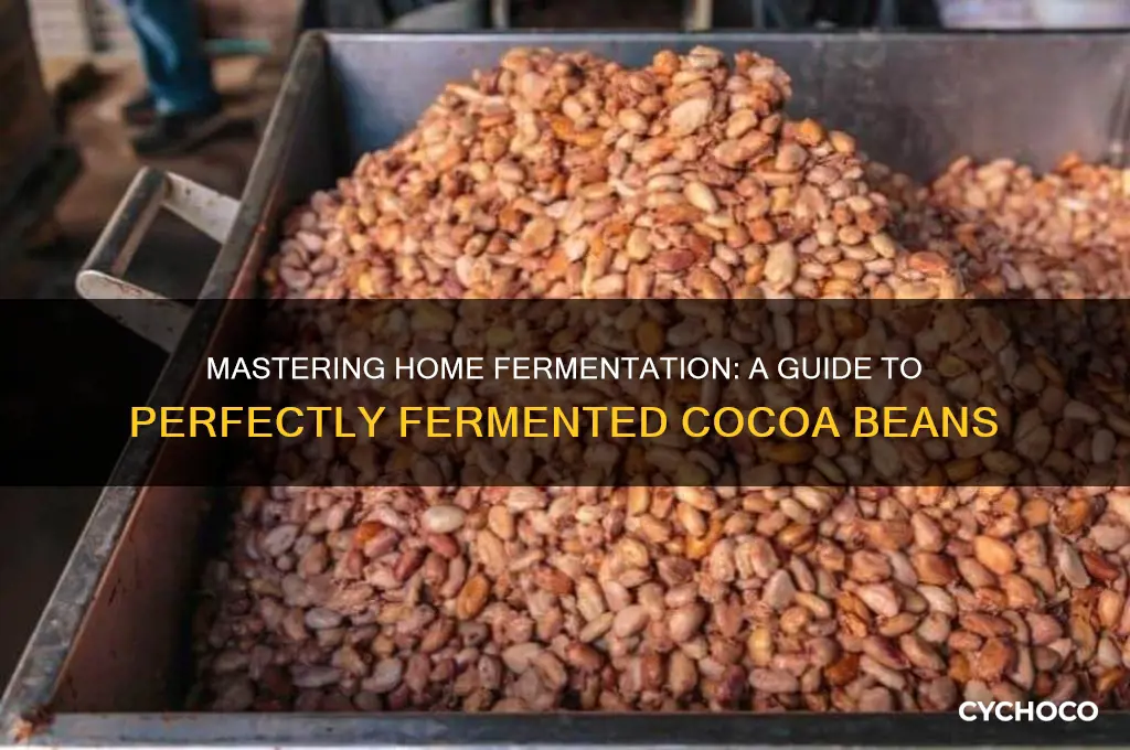 how to ferment cocoa beans at home