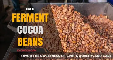 Mastering Cocoa Bean Fermentation: A Step-by-Step Guide to Perfect Flavor