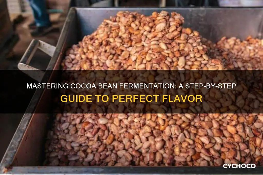 how to ferment cocoa beans