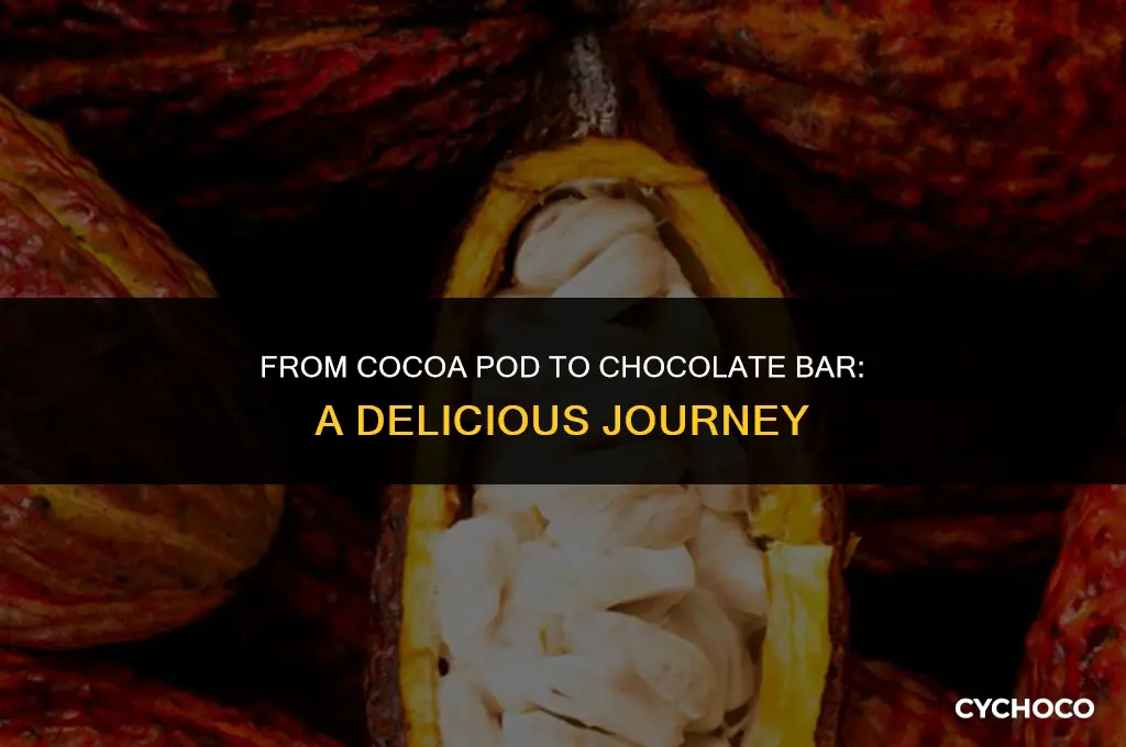 how to from cocoa pod to chocolate bar