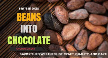 From Bean to Bar: The Journey of Cocoa Beans to Chocolate