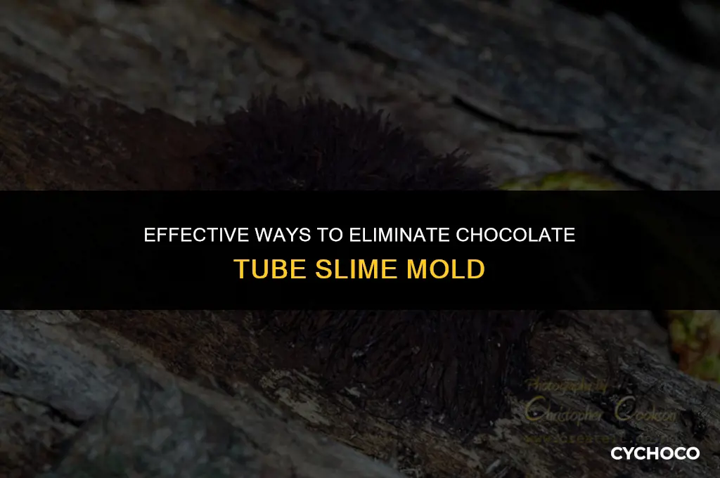 how to get rid of chocolate tube slime mold
