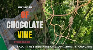 Eradicating Chocolate Vine: A Comprehensive Guide for Gardeners