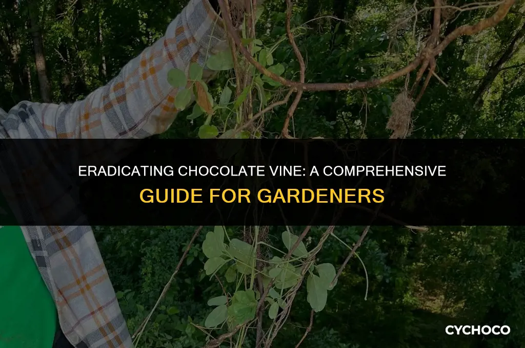 how to get rid of chocolate vine