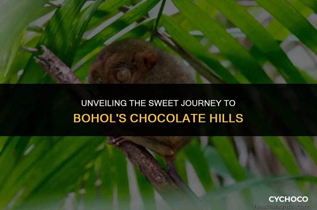 how to get to chocolate hills bohol