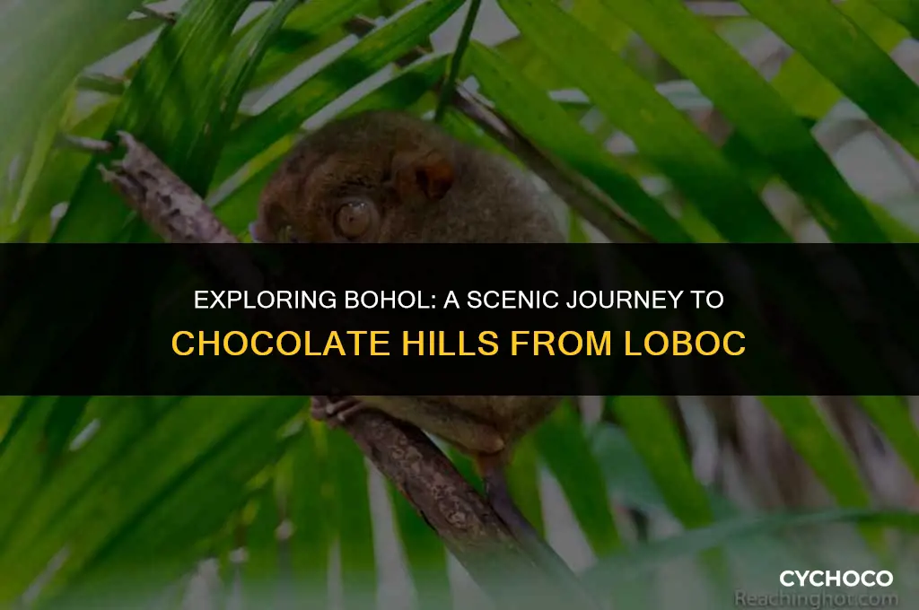 how to get to chocolate hills from loboc