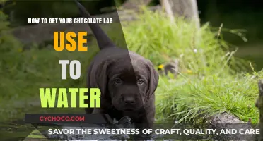 Acclimating Your Chocolate Lab to Water: Tips and Tricks