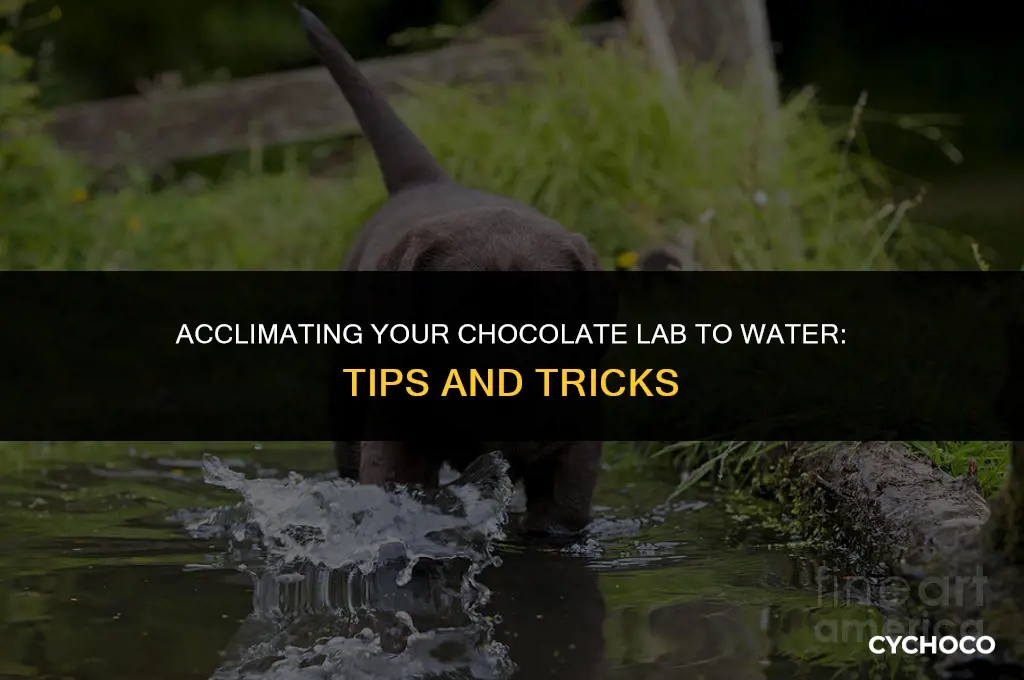 how to get your chocolate lab use to water