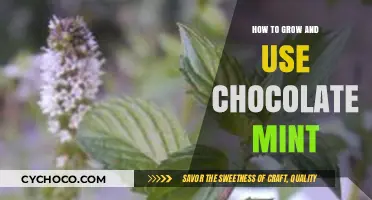 Cultivating and Utilizing Chocolate Mint: A Comprehensive Guide
