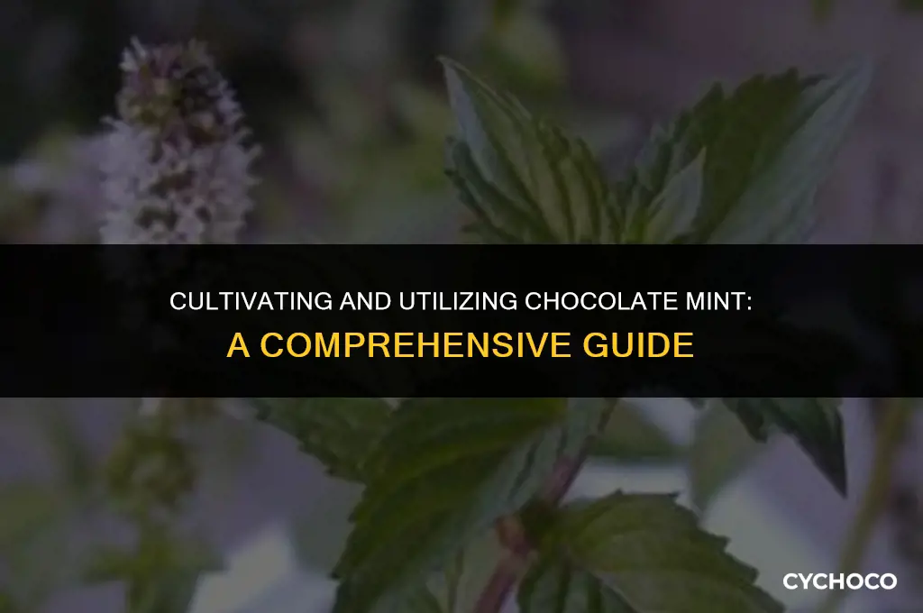 how to grow and use chocolate mint