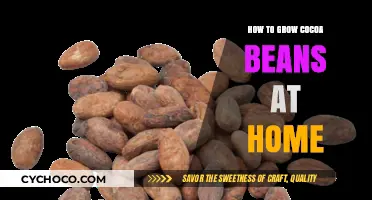 Growing Cocoa Beans at Home: A Beginner's Guide to Success
