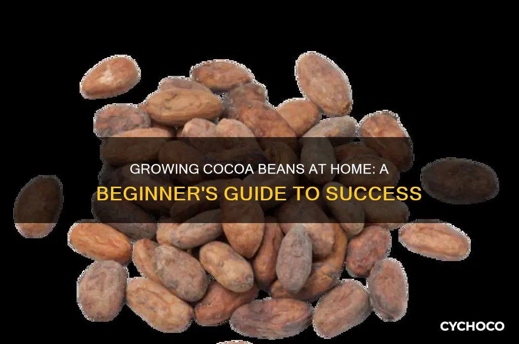 how to grow cocoa beans at home