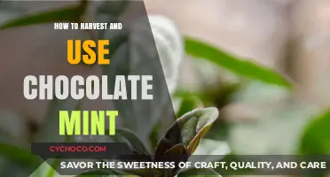 From Garden to Gourmet: Harvesting and Using Chocolate Mint