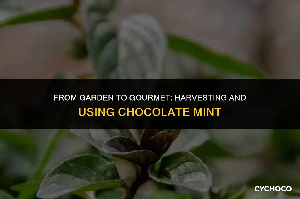 how to harvest and use chocolate mint