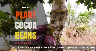 Planting Cocoa Beans: A Step-by-Step Guide for Beginners