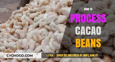 Mastering Cacao Bean Processing: A Step-by-Step Guide to Crafting Chocolate