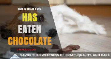 Signs Your Dog Has Eaten Chocolate: A Comprehensive Guide