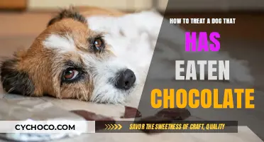 Emergency Care: Treating Dogs Who've Eaten Chocolate