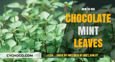 Delicious Ways to Use Chocolate Mint Leaves in Your Kitchen