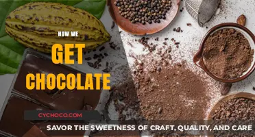 From Bean to Bar: The Rich Journey of Chocolate Making