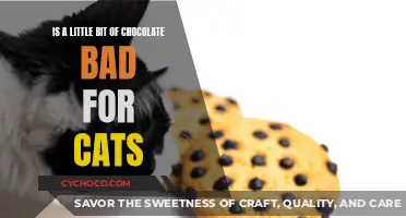 A Sweet Treat or a Feline No-No? Chocolate's Impact on Cats
