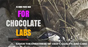 Decoding the Diet: Is Bird Food Safe for Chocolate Labs?