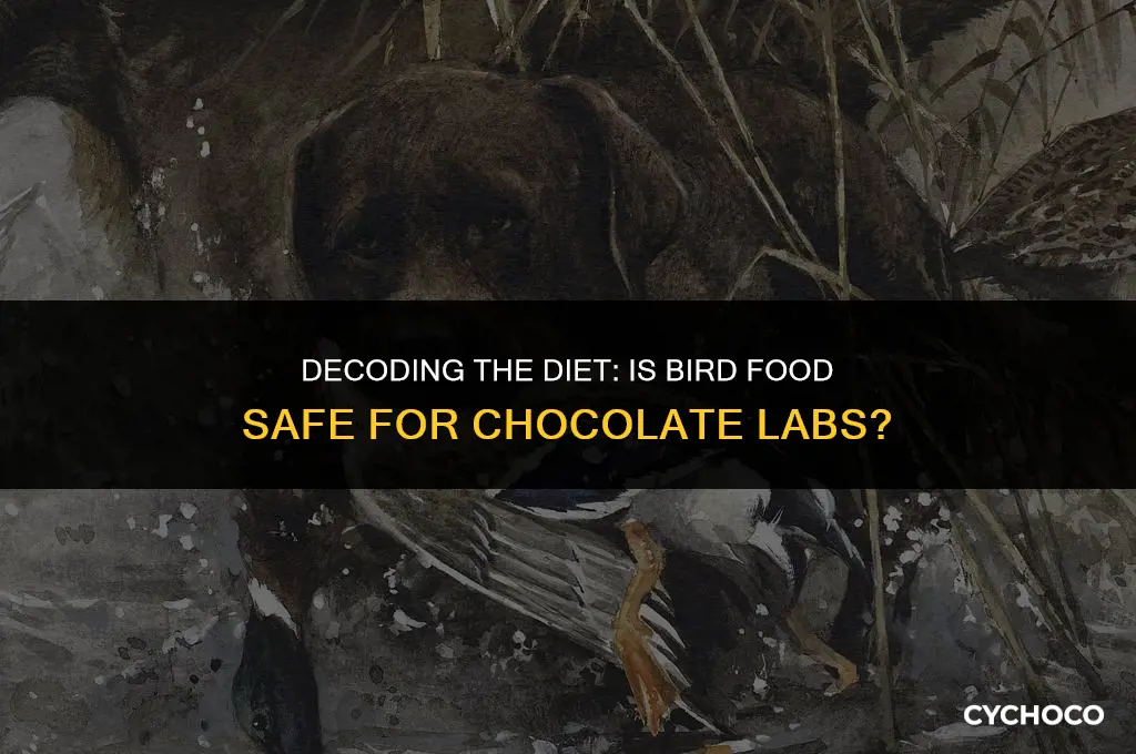 is bird food bad for chocolate labs