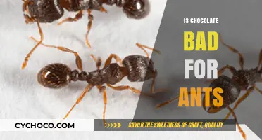 The Sweet Deception: Why Chocolate is a No-Go for Ants