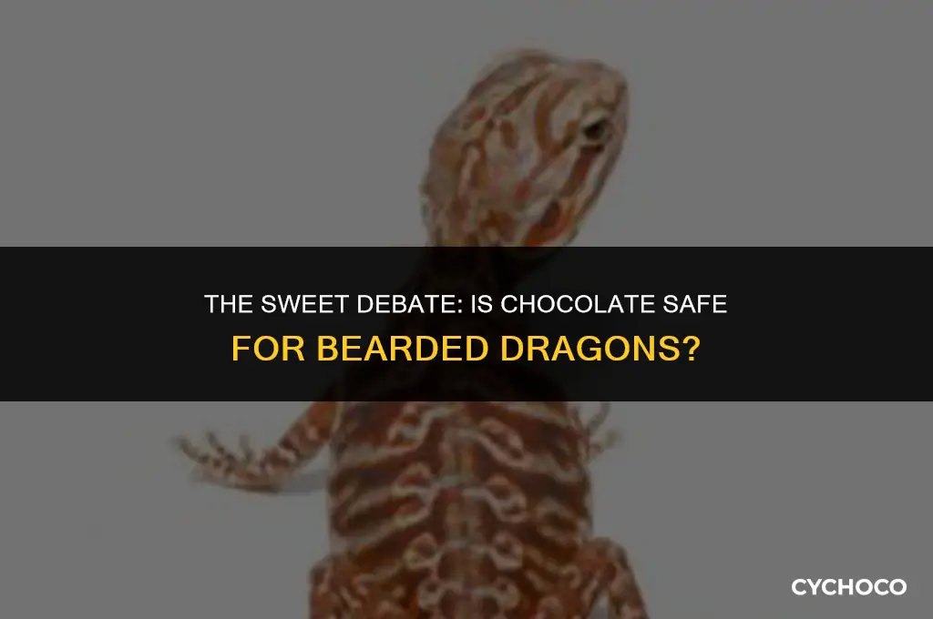 is chocolate bad for bearded dragons