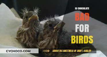 Can Birds Eat Chocolate? Uncovering the Risks and Facts