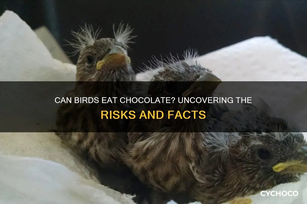 is chocolate bad for birds