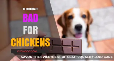 Can Chickens Eat Chocolate? Uncovering the Risks and Facts