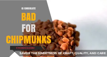 The Sweet Danger: Why Chocolate is Harmful to Chipmunks