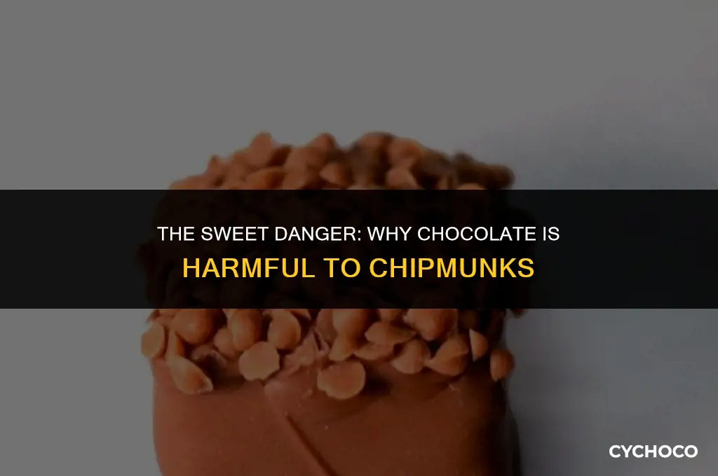 is chocolate bad for chipmunks
