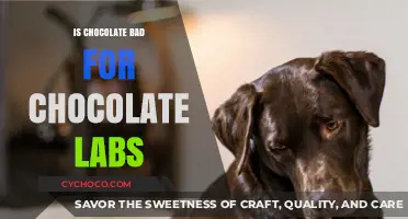 The Sweet Debate: Is Chocolate Safe for Chocolate Labs?