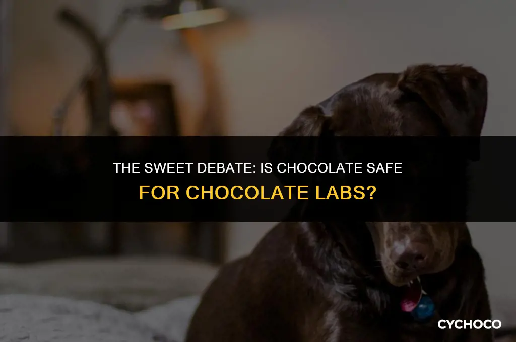 is chocolate bad for chocolate labs
