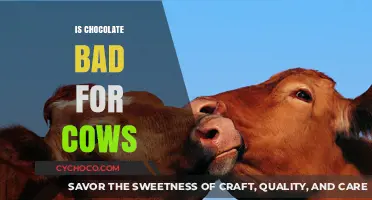 The Sweet Deception: Unveiling the Truth About Chocolate and Cows