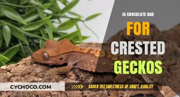 The Sweet Truth: Chocolate's Impact on Crested Geckos