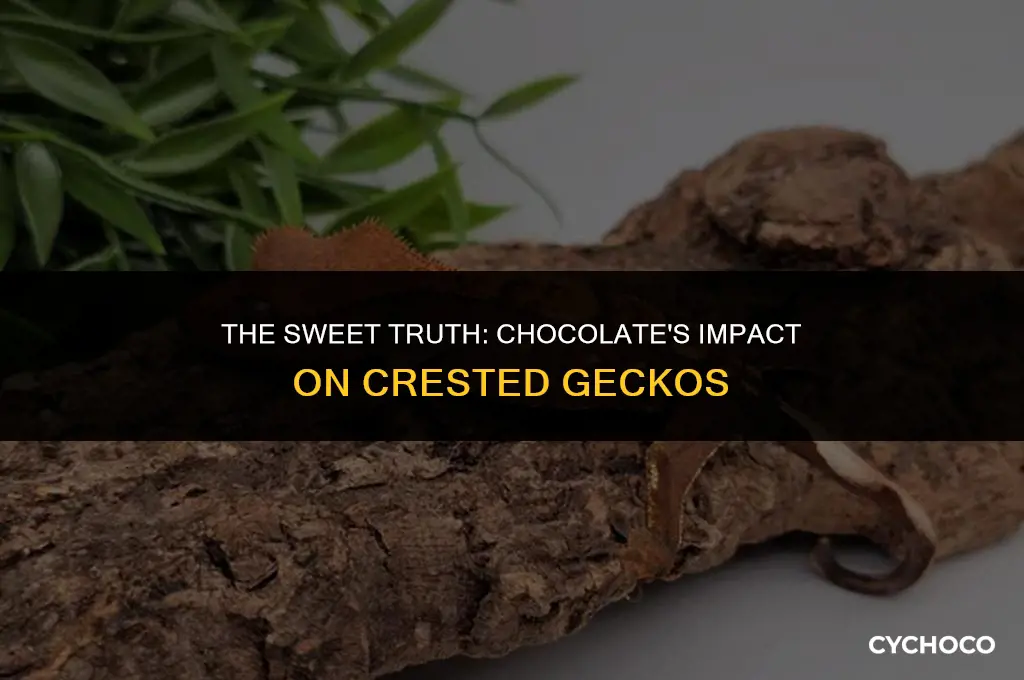 is chocolate bad for crested geckos