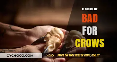 Decoding the Myth: Is Chocolate Truly Harmful to Crows?