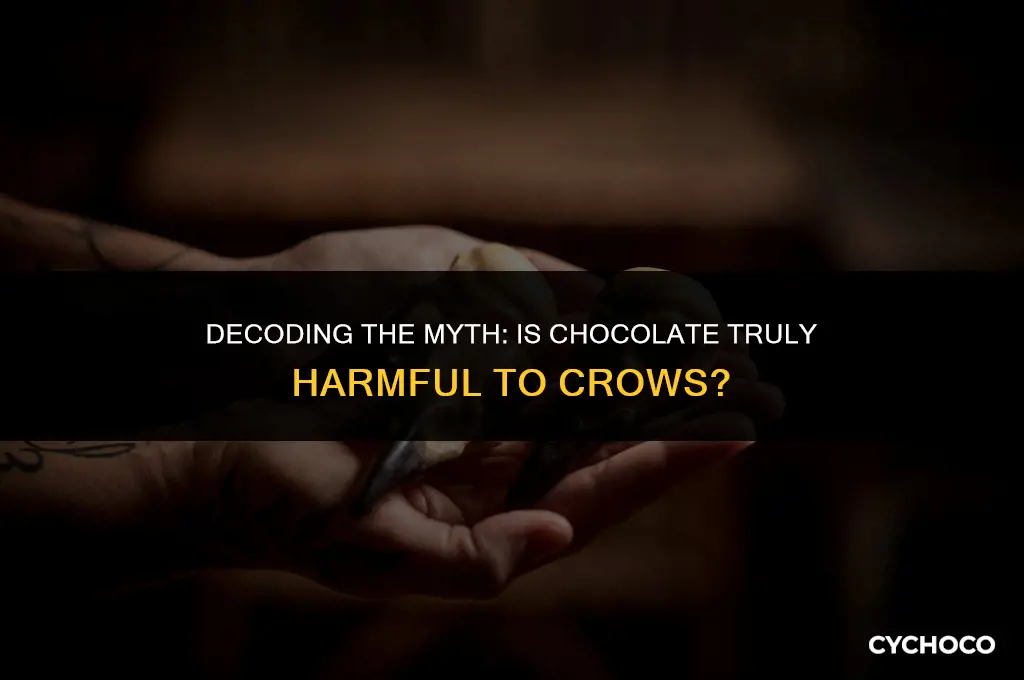 is chocolate bad for crows