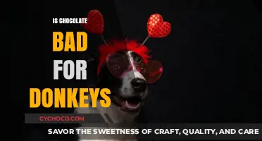 The Sweet Deception: Why Chocolate is a Donkey's Worst Nightmare